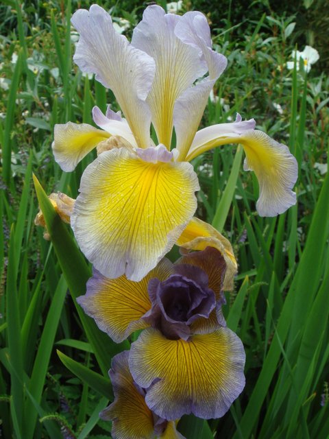 Iris spuria 'Betty Cooper' fleur